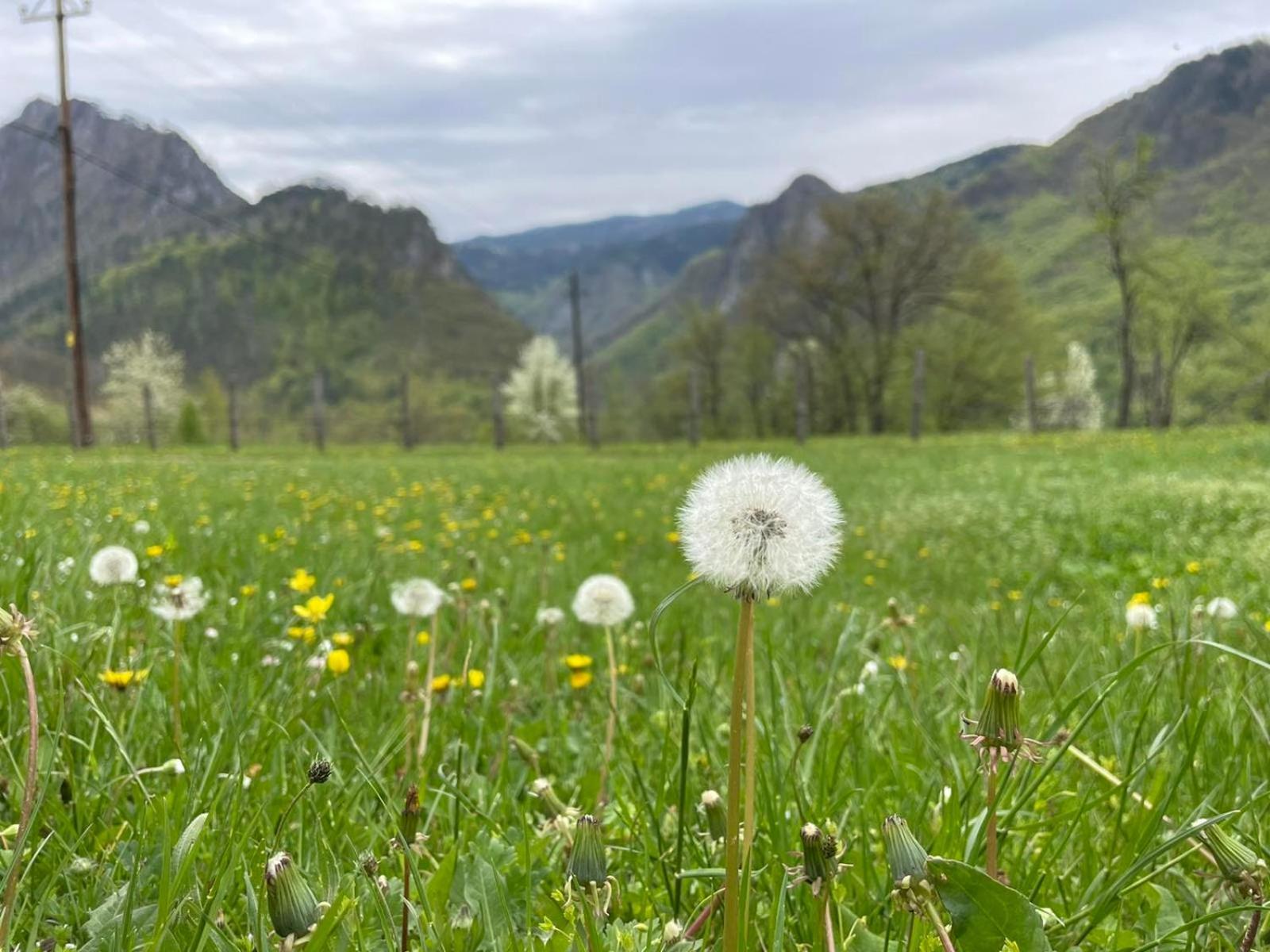 Family Owned Self Sufficient Eco Farm Tara Hotel Pljevlja Kültér fotó