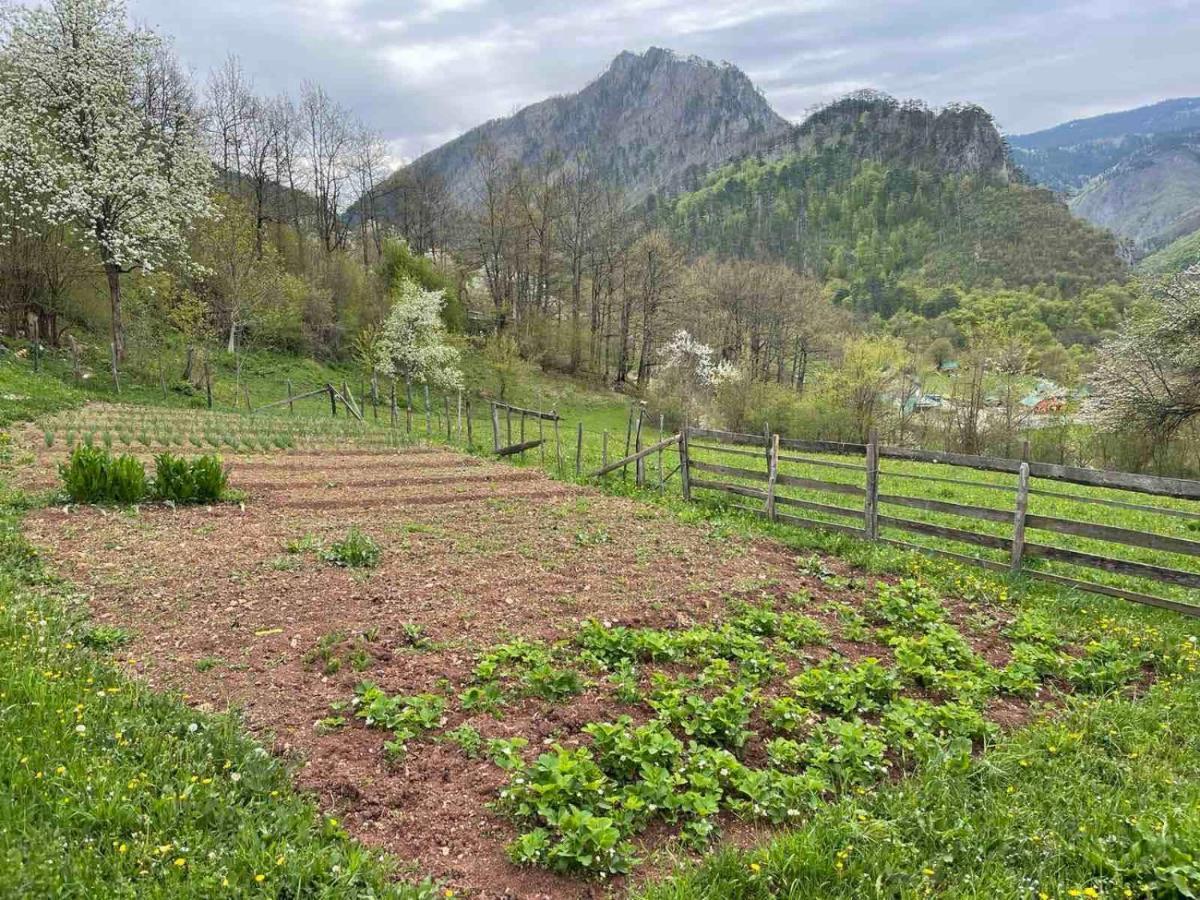 Family Owned Self Sufficient Eco Farm Tara Hotel Pljevlja Kültér fotó